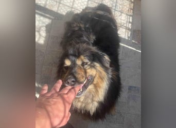 Fluffy Fellkugel Jack – sucht ein Zuhause für immer