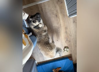 Süßer Cody(1 Jahr/53 cm/15 kg) sucht liebevolles Zuhause