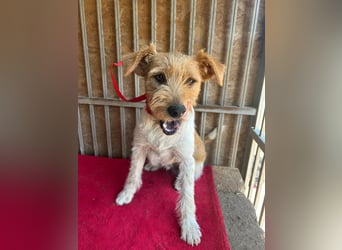 Flip, Foxterrier-Mix, Rüde, geb. am 01.01.2024, 45 cm