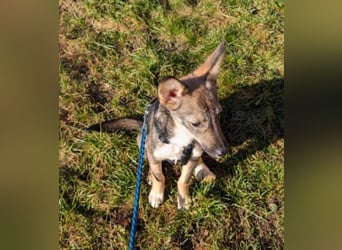 Zarte Tammi sucht dringend Hundekenner mit Herz