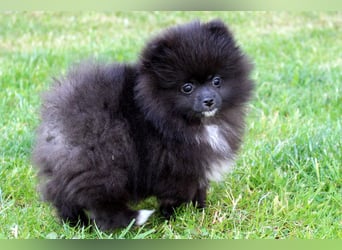 Zwergspitz Pomeranian Welpen in verschiedenen Farben mit Papieren