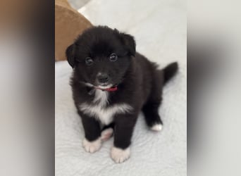 Australian Shepherd Welpen in  Black Bi