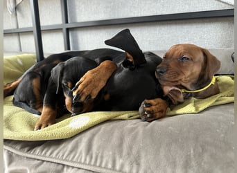 Deutscher Pinscher Welpen aus dem Haus ,,Cava Land" FCI Zucht