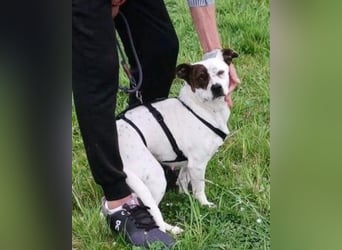 Klein ♥ Abbie ♥ Schmusemaus wartet bereits in 63820 Elsenfeld auf ihre(n) treuen Menschen