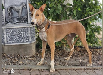 Elu ist aktiv, verschmust, fröhlich (Galgo Podenco Mix)