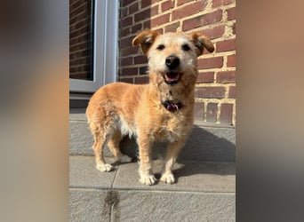 ZARA ❤️ ein süßer Schatz, Pflegefamilie Elsdorf
