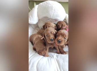 Wunderschöne Cockapoo-Welpen