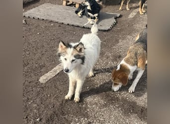 Aimee, RESERVIERT Husky-Collie Mix Lady ,  verjagt und sich selbst überlassen
