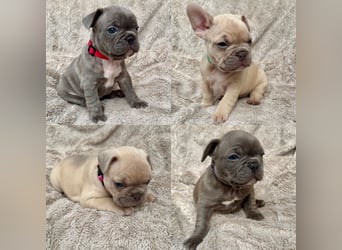 Gesunde Sportliche Französische Bulldoggen aus Familienzucht!