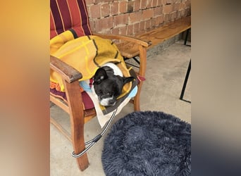 Französische Bulldogge Inge sucht Zuhause oder Pflegestelle