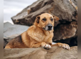 Tolle Gerda sucht liebevolles Zuhause