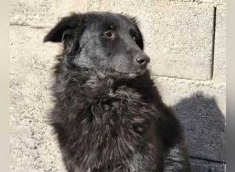 GORDI❤️liebes, verschmustes kroat. Schäferhund-Mix-Mädel