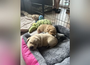 Reinrassige Labrador Welpen m.P. aus liebevoller Zucht