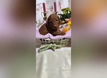 Labradoodle F1B Welpen A-Wurd (Mini Medium)