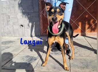Langui 02/2024 (ESP Pflegestelle) - kinderlieber, verschmuster, witziger und kluger Bodeguero!