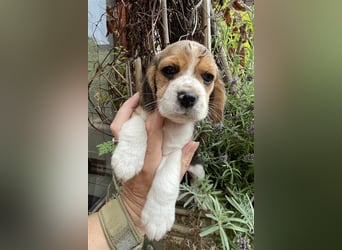 Beaglewelpen suchen ein liebevolles Zuhause 