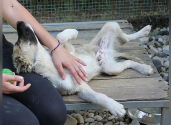 Gut gelaunter FRITZI ist ein charmanter und lustiger Hundebub