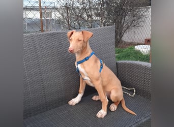 Pharaonenhund Fahid
