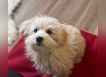 Boomer - freundlicher, aktiver, neugieriger Bologneser-Mix Junghund / z.Zt. noch in Rumänien