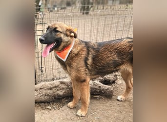Cleo - freundliche, aktive, anhängliche Schäferhund Mix Hündin / z.Zt. noch in Rumänien