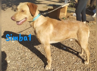 Simba1 geb. 03/2024 (ESP) - aufgeschlossener, verspielter und sozialer Labrador-Mischling!