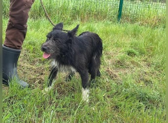 Zorro, geboren 25.09.2024, 40cm sucht sein Glück