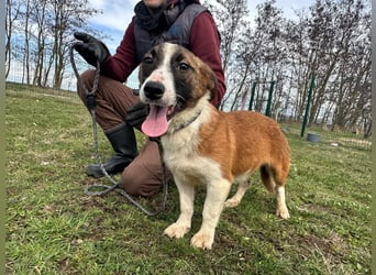 Cherry, geboren 25.06.2024, 36cm sucht ihr Glück