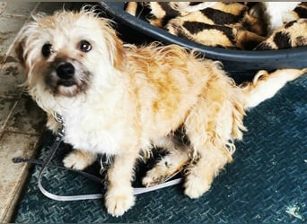 Lina, Malteser-Terriermischling, geb. 2022, freundliche Wuschelmaus sucht Zuhause