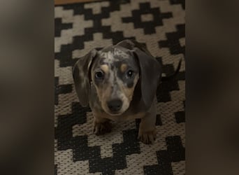Zwergdackel,Dackel in Sonderfarben,amerikanische Zwergdackel Welpen suchen tolle Familien