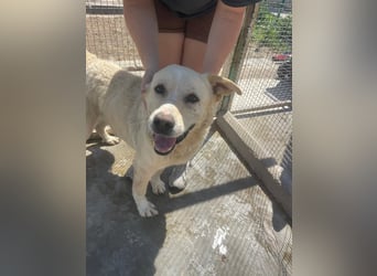 Und dann kam BAILEY - ein liebevoller Hundeopi mit trauriger Vergangenheit sucht endlich sein Glück