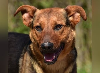 Bobko ist ein entspannter, lieber Hund