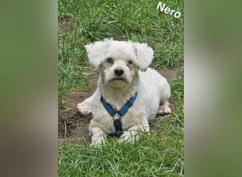 Nero freut sich auf Deinen Besuch