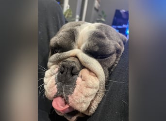 Willi u.Agnes, English Englische Bulldogge, reinrassig, Papiere, Ahnentafel, Gesundheitszeugnis lieb