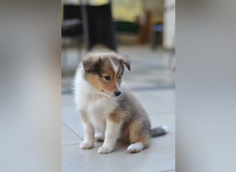 Sheltie Welpen