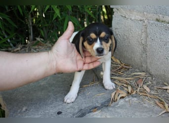 VIANA-klug, still und intensiv beobachtet dieses kleine Mädchen die Welt und sucht ihr Zuhause