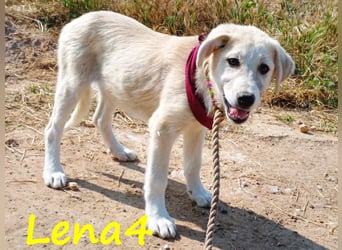 Lena4 geb. 03/2025 (GRC) - fröhliche und lustige Griechische Schäferhund Mix Welpin!