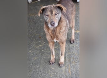 Mila wartet schon lange auf ein Zuhause  