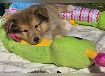 Colliewelpen
