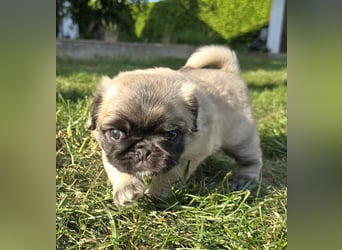 Mops Welpen  ( Altdeutsche )