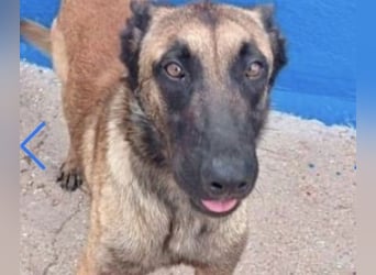 Tintin, muss unbedingt aus demTierheim raus