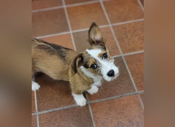 Luigi, kleiner Racker