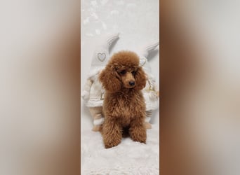 Toypudel/Zwergpudel mit Pedigree Ahnentafel