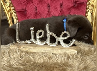 Schoko Labrador Rüde