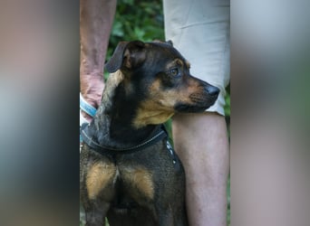 Fido SI – Ein aktiver Hund auf der Suche nach einem erfahrenen Zuhause
