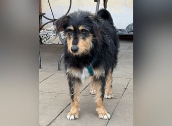 ♥PENNY♥ neu auf Pflegestelle in Köln - süße, anfangs noch vorsichtige Hündin 53 cm