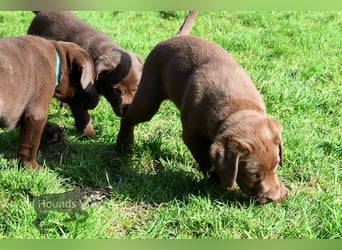 Acht reinrassige Labrador Welpen auf dem Weg in ihr neues Leben...