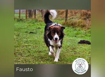 Fausto: sucht ein erfahrenes Zuhause in 29640 Schneverdingen/D
