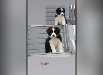 Wundervolle Australian Shepherd Welpen