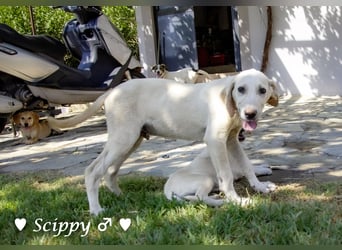 Scippy  und Kea suchen ab sofort ein Zuhause