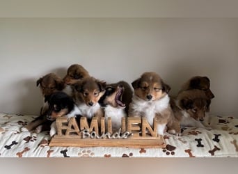 Wundervolle Collie-Welpen aus liebevoller VDH-Zucht suchen ein liebevolles Zuhause